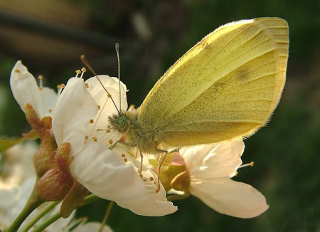 Anthocharis cardamines