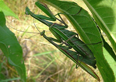 mantis religiosa