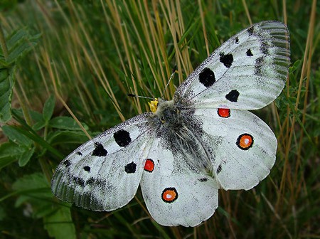 Parnassius apollo