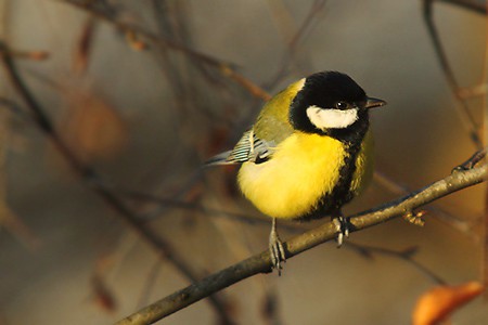 parus major