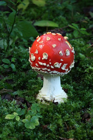 amanita muscaria