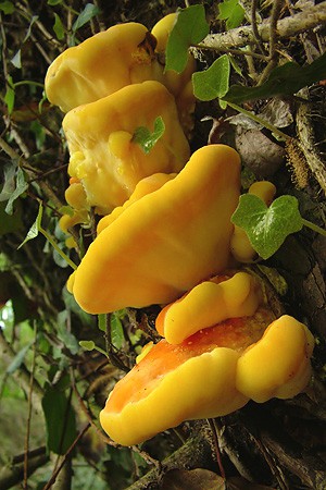 Laetiporus sulphureus