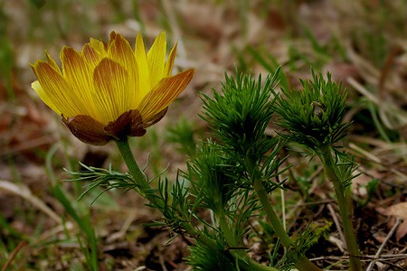 adonis vernalis