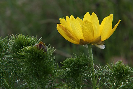 Adonis vernalis