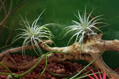 tillandsia sp.