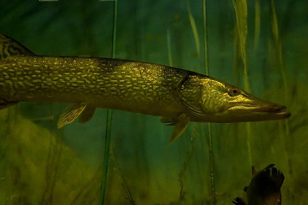 Esox lucius