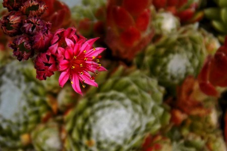 Sempervivum arachnoideum