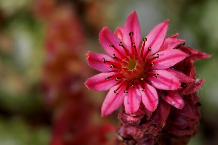 Sempervivum arachnoideum