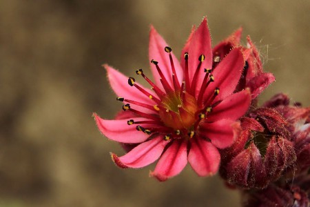 Sempervivum arachnoideum