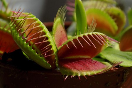 Dionaea muscipula