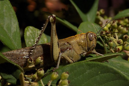 Anacridium aegyptium Sukosan Croatia