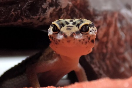 Eublepharis macularius