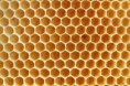 /album/priroda/honeycomb-jpg/